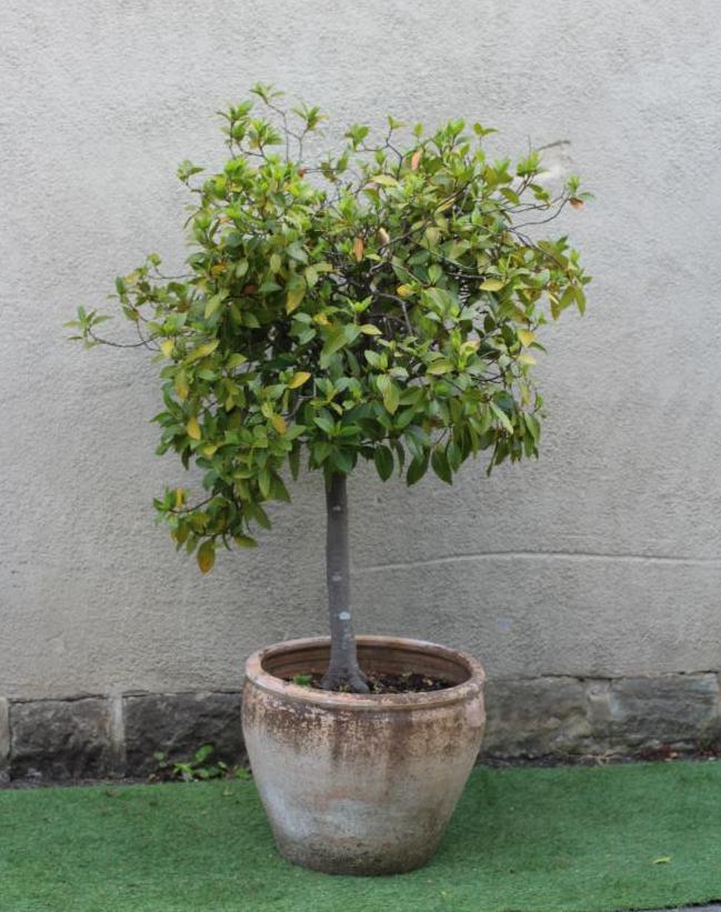 A LARGE TERRACOTTA POT of ovoid form, planted with a standard bay tree, 20 3/4" x 65" (approximately Image