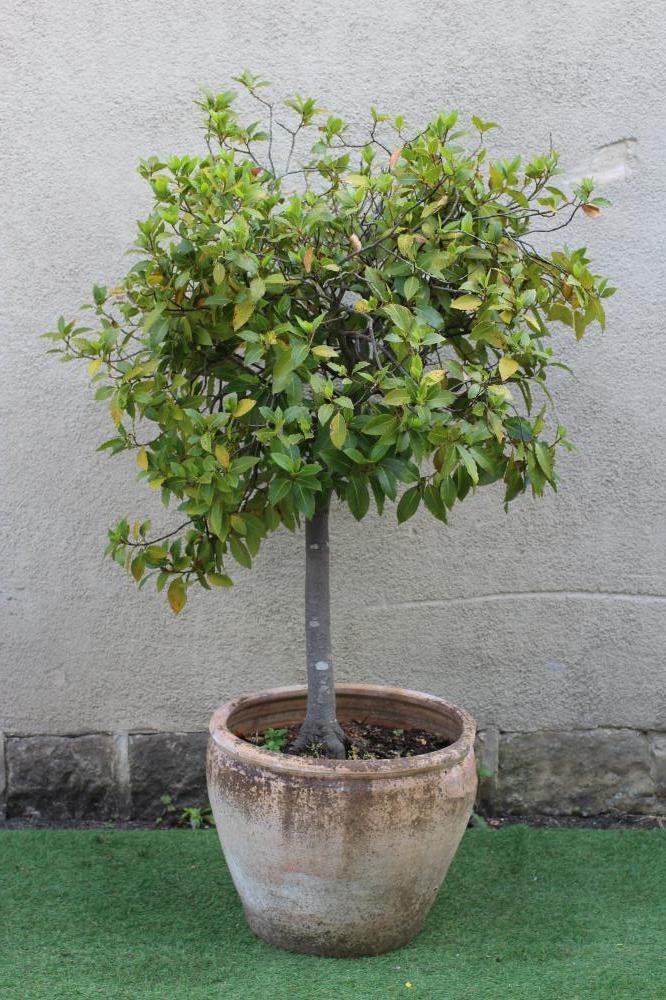 A LARGE TERRACOTTA POT of ovoid form, planted with a standard bay tree, 20 3/4" x 65" (approximately Image