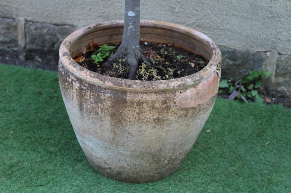 A LARGE TERRACOTTA POT of ovoid form, planted with a standard bay tree, 20 3/4" x 65" (approximately Image