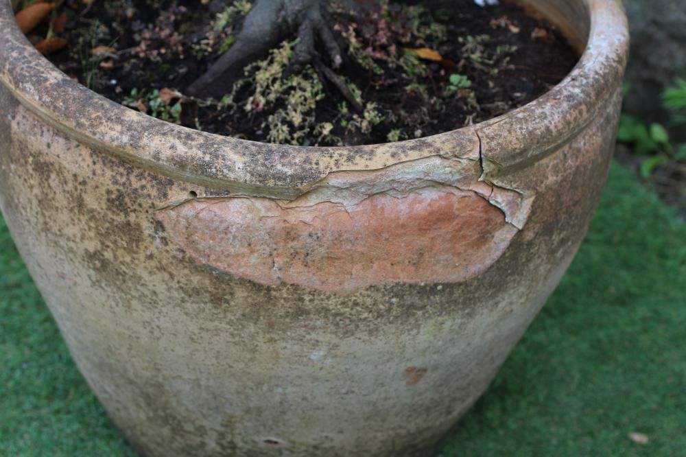 A LARGE TERRACOTTA POT of ovoid form, planted with a standard bay tree, 20 3/4" x 65" (approximately Image