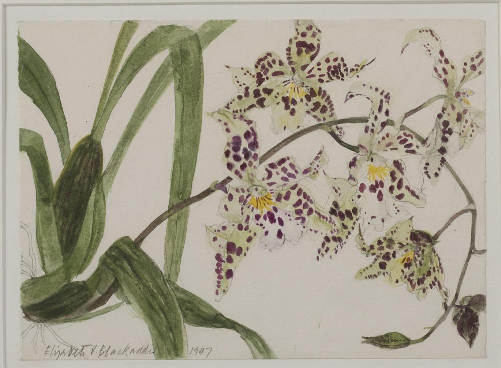 ‡ELIZABETH VIOLET BLACKADDER O.B.E. (Scottish b.1931) Image