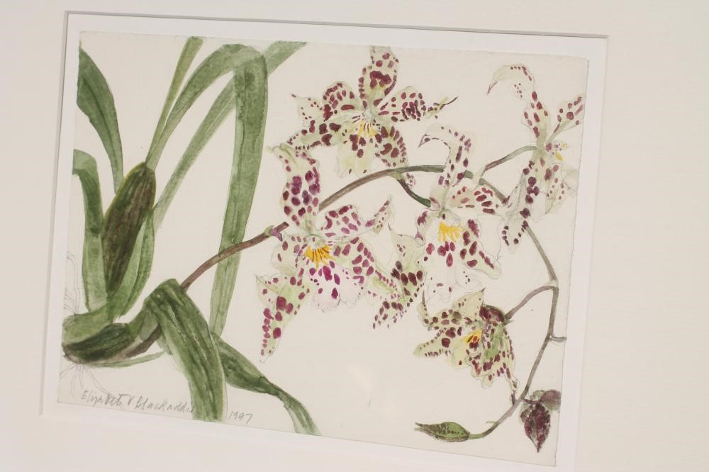 ‡ELIZABETH VIOLET BLACKADDER O.B.E. (Scottish b.1931) Image