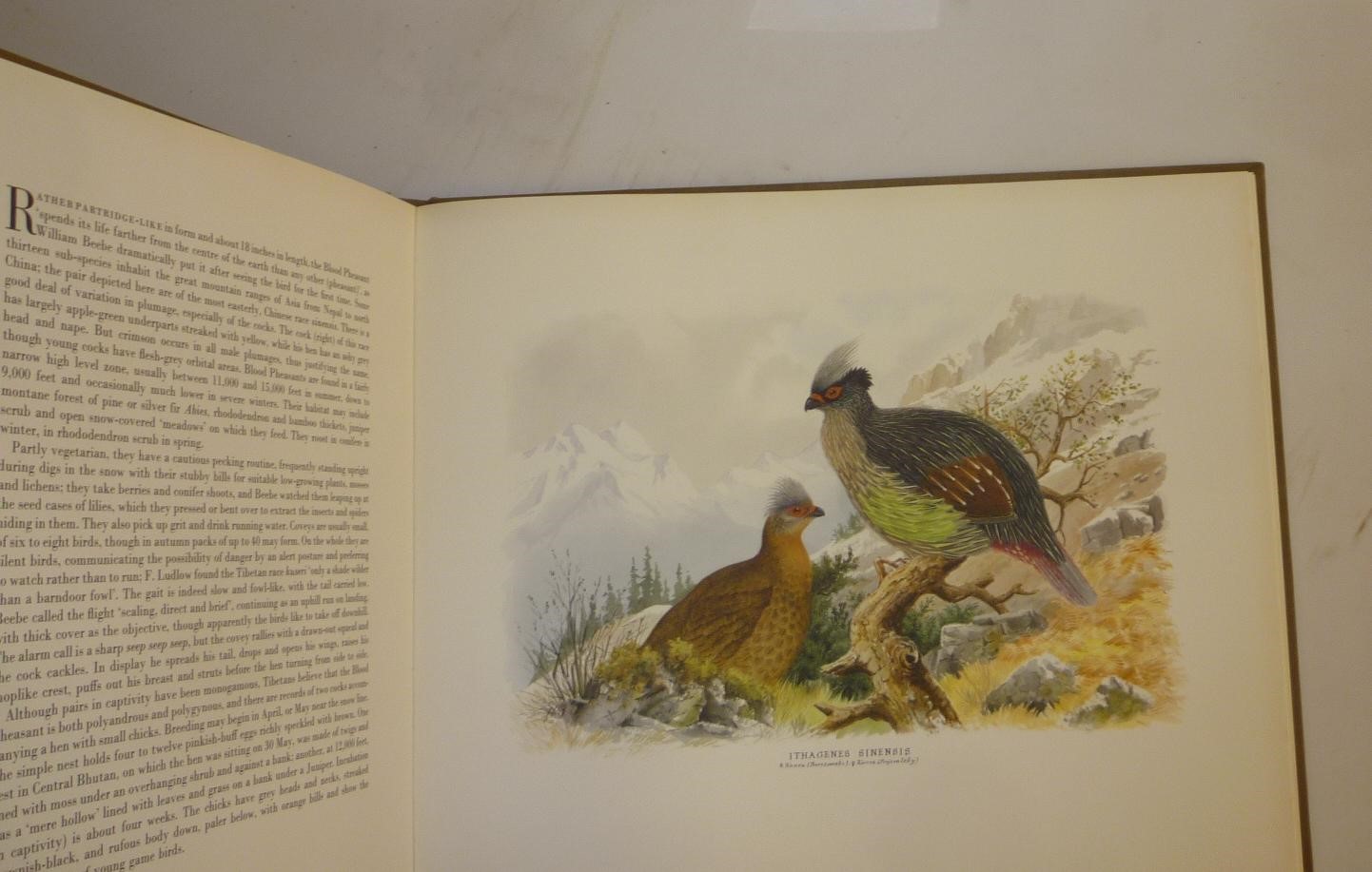 THE BIRD PAINTINGS OF HENRY JONES Image