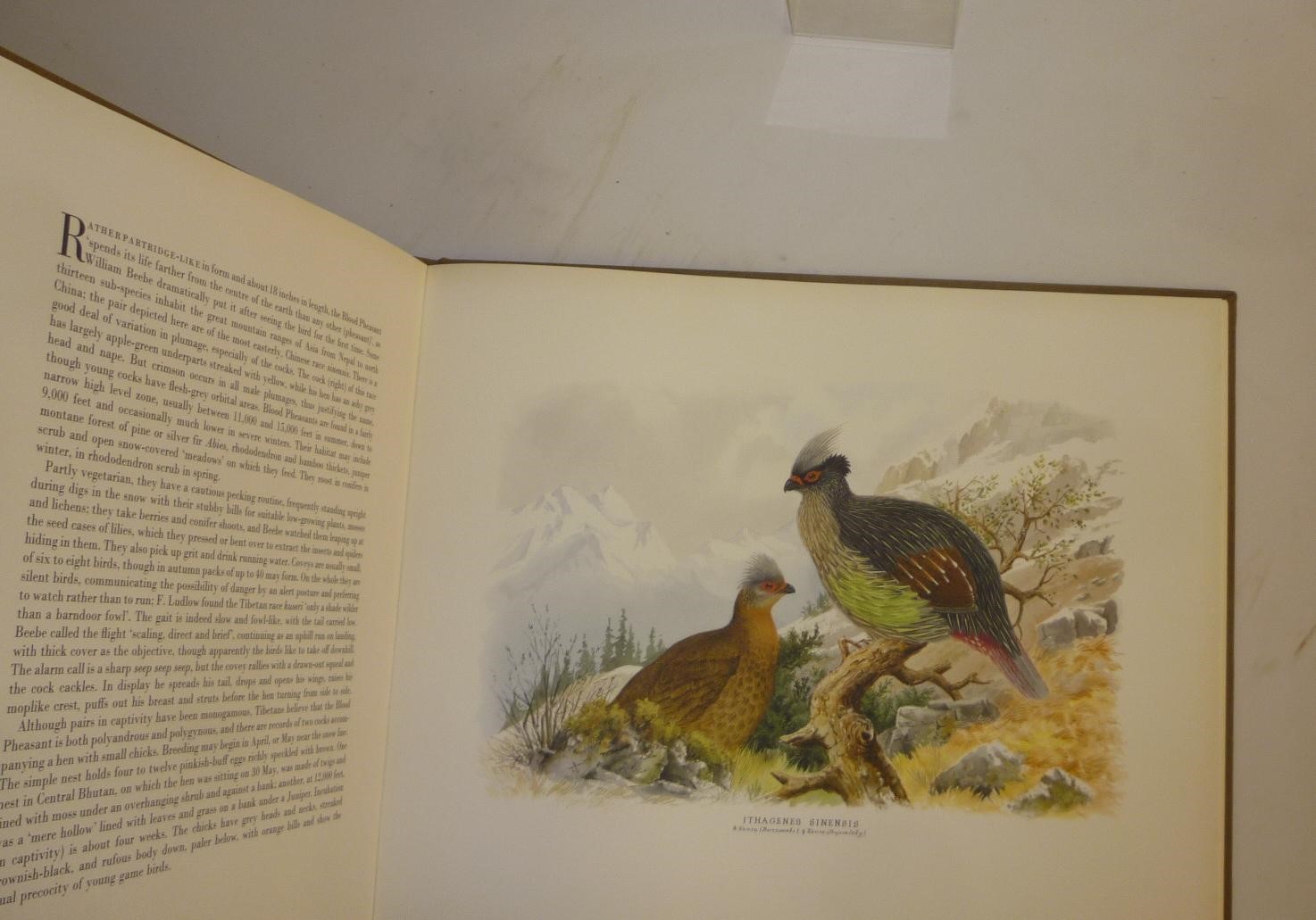 THE BIRD PAINTINGS OF HENRY JONES Image