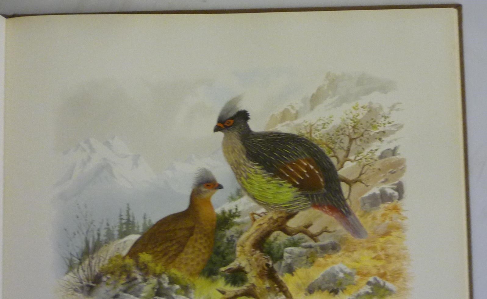 THE BIRD PAINTINGS OF HENRY JONES Image