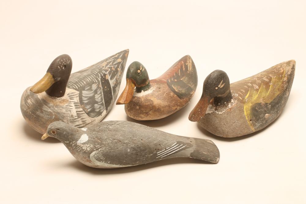 A DECOY PIGEON Image