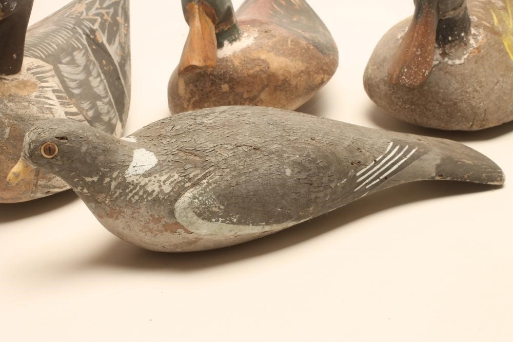 A DECOY PIGEON Image