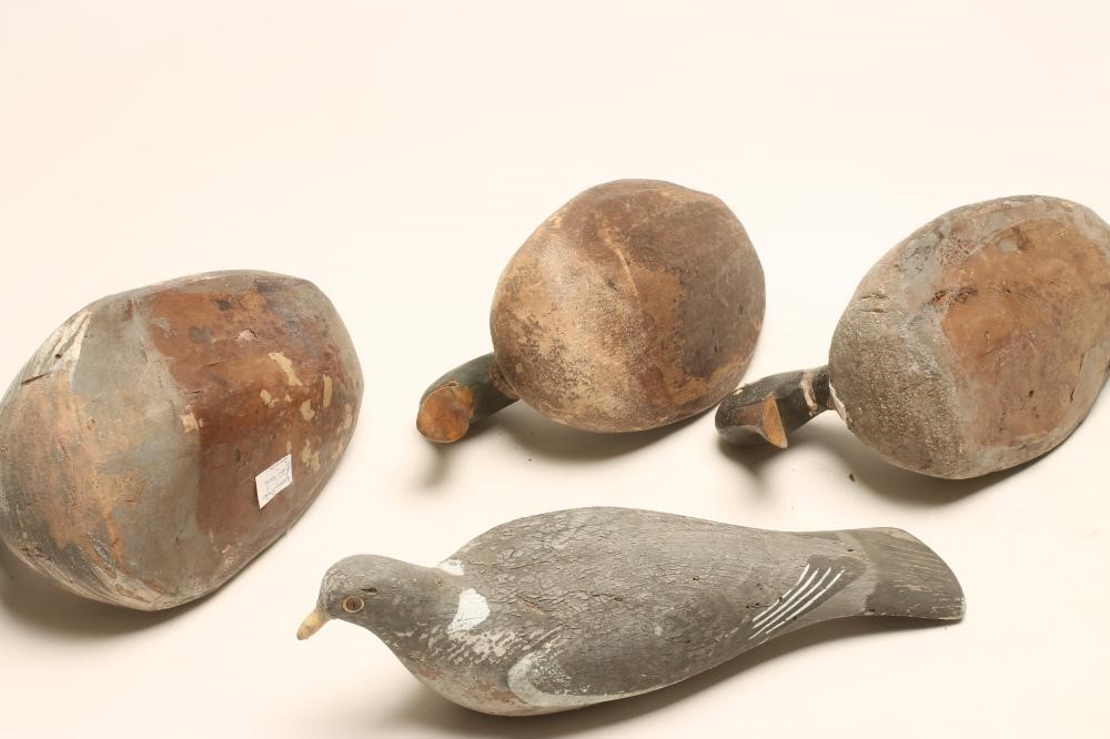 A DECOY PIGEON Image