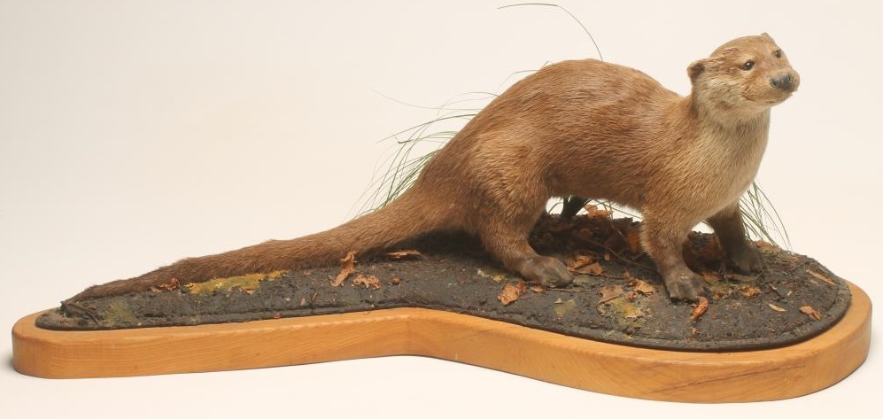 A TAXIDERMY OTTER Image