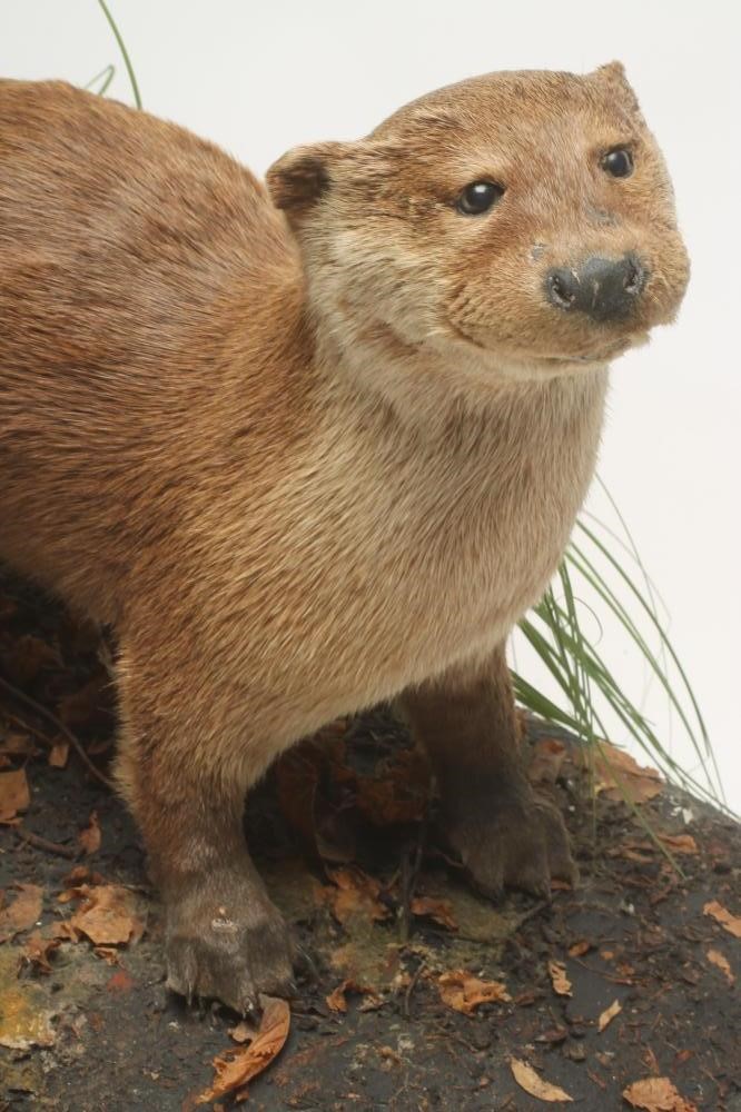 A TAXIDERMY OTTER Image
