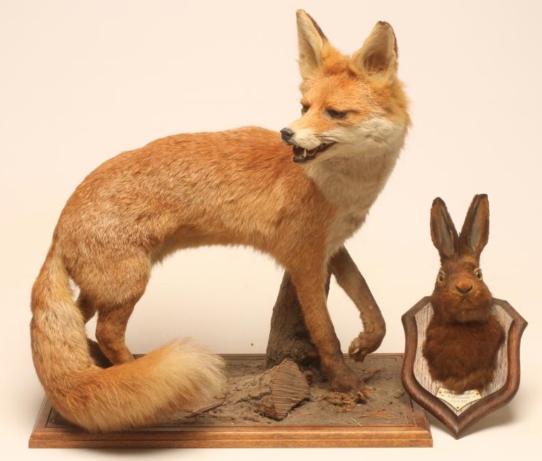A TAXIDERMY FOX Image