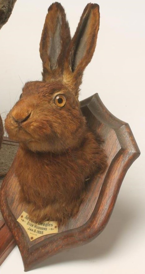 A TAXIDERMY FOX Image