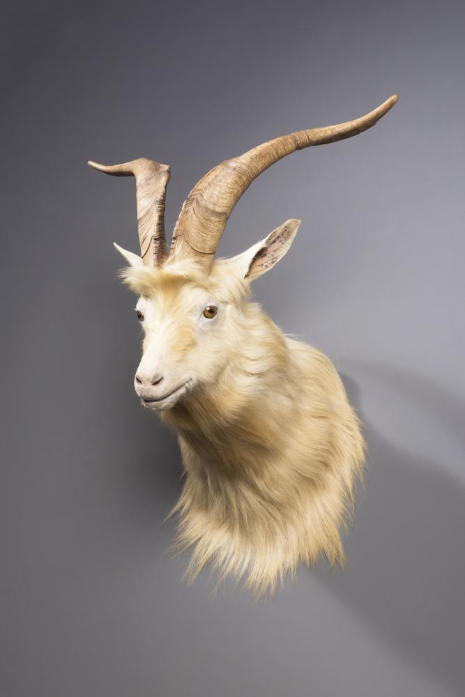 A TAXIDERMY MOUNTAIN GOAT SHOULDER MOUNT Image