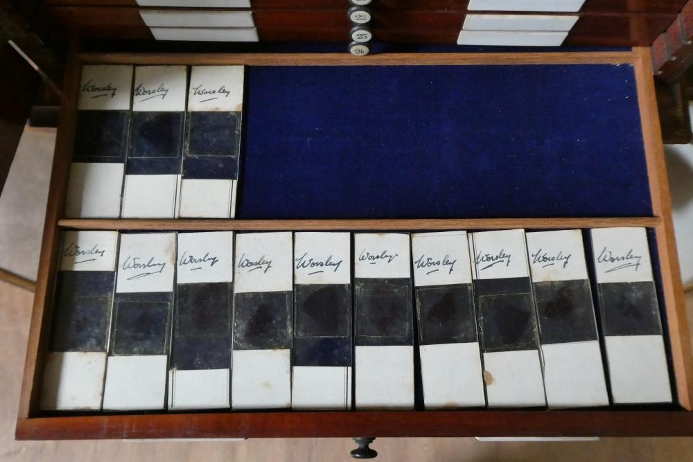 A MAHOGANY TABLE SPECIMEN CABINET Image