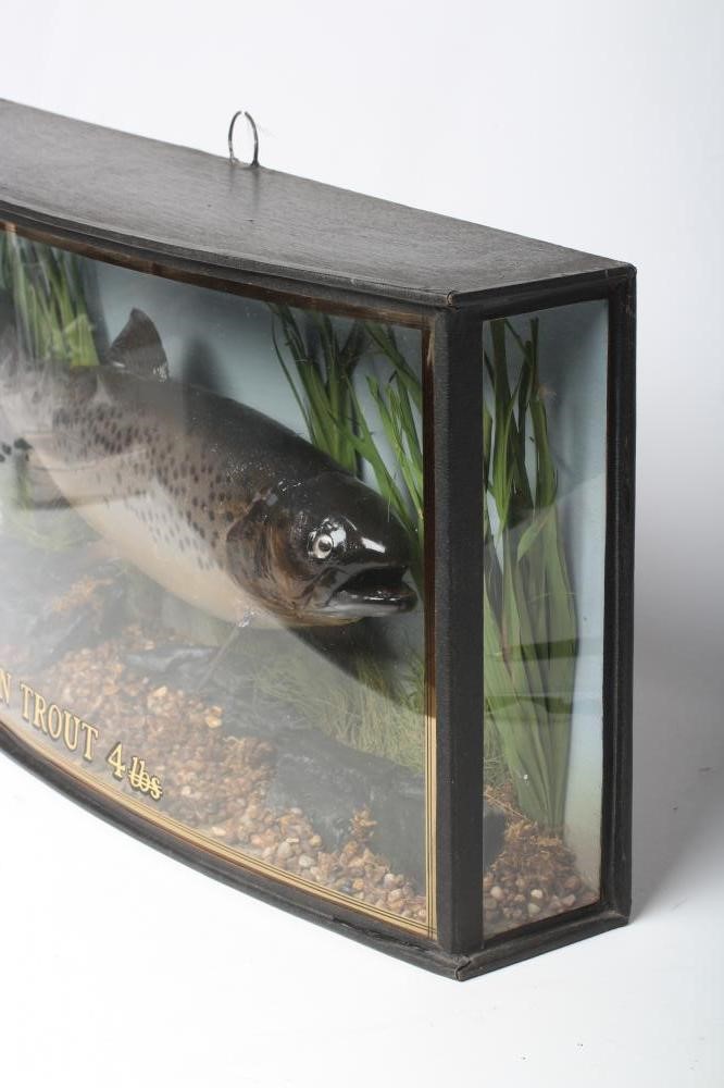 A TAXIDERMY BROWN TROUT, 1991, mounted in a natural setting within a glazed bow front case, Image
