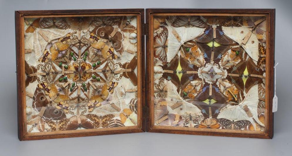 A CASED LEPIDOPTERY/ENTOMOLOGICAL DISPLAY Image