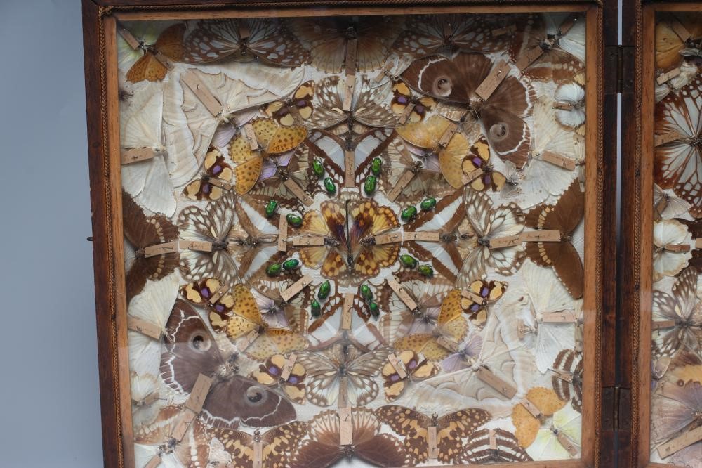 A CASED LEPIDOPTERY/ENTOMOLOGICAL DISPLAY Image