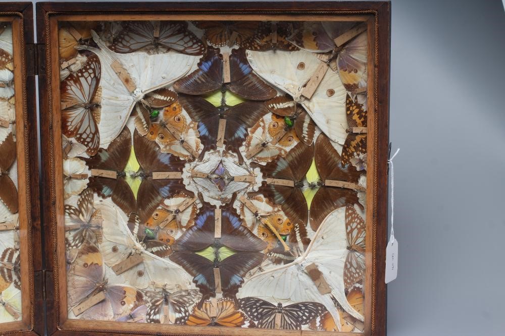 A CASED LEPIDOPTERY/ENTOMOLOGICAL DISPLAY Image