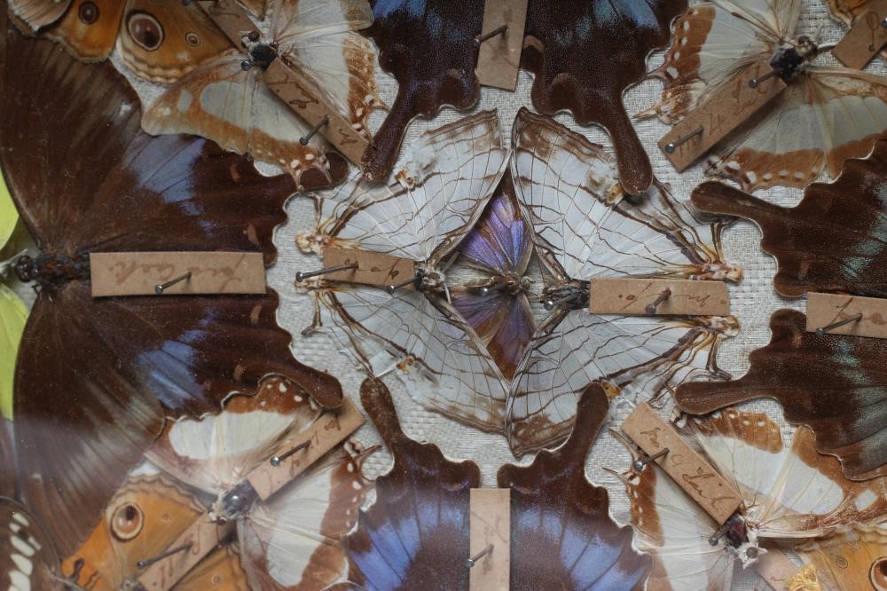 A CASED LEPIDOPTERY/ENTOMOLOGICAL DISPLAY Image