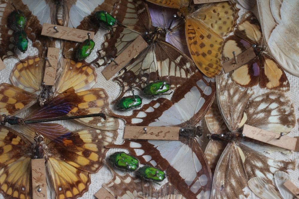 A CASED LEPIDOPTERY/ENTOMOLOGICAL DISPLAY Image