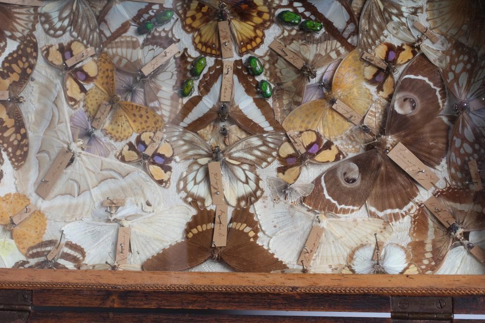 A CASED LEPIDOPTERY/ENTOMOLOGICAL DISPLAY Image