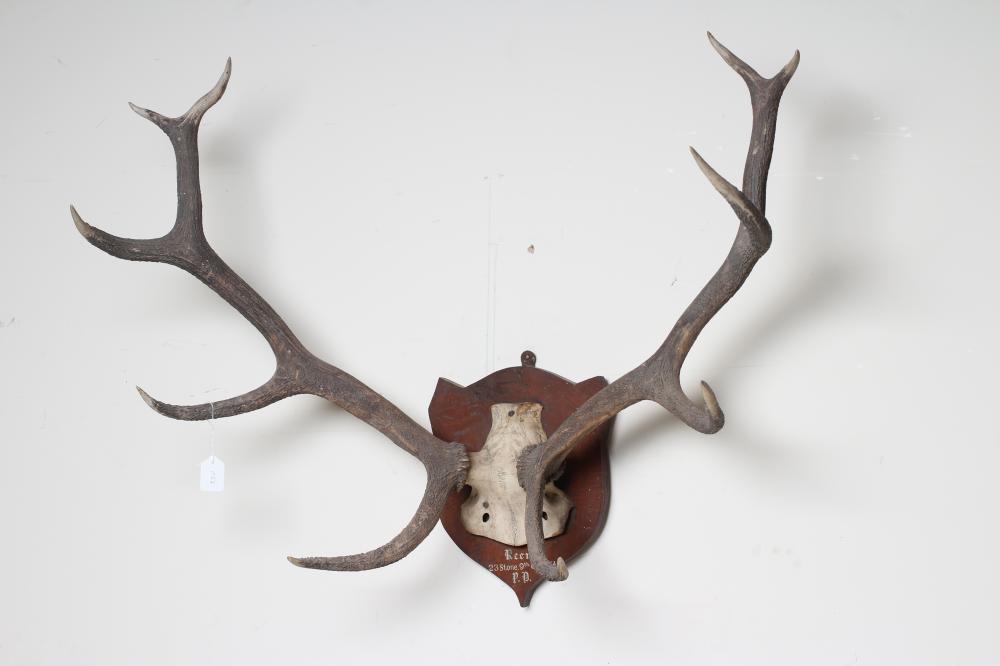 A SET OF RED STAG ANTLERS with ten points and mounted on an oak shield inscribed "Reen 23 Stone 9th Image