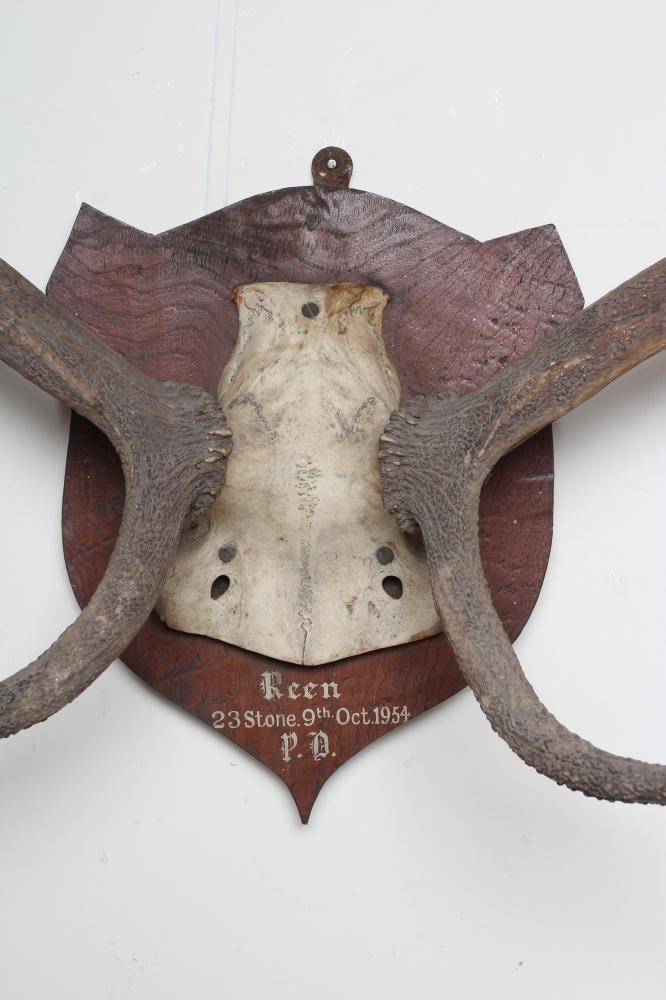 A SET OF RED STAG ANTLERS with ten points and mounted on an oak shield inscribed "Reen 23 Stone 9th Image