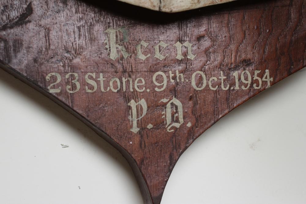 A SET OF RED STAG ANTLERS with ten points and mounted on an oak shield inscribed "Reen 23 Stone 9th Image