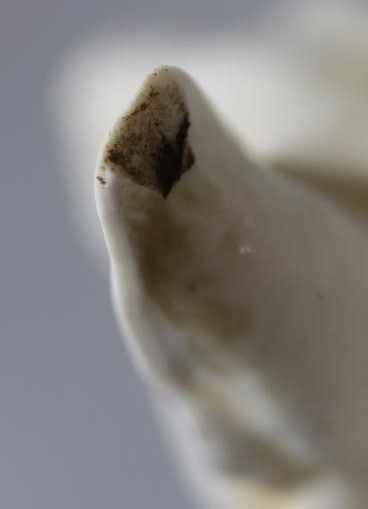 A ROYAL DUX PORCELAIN DOG GROUP modelled as two Japanese Hokkaido recumbent and standing Image