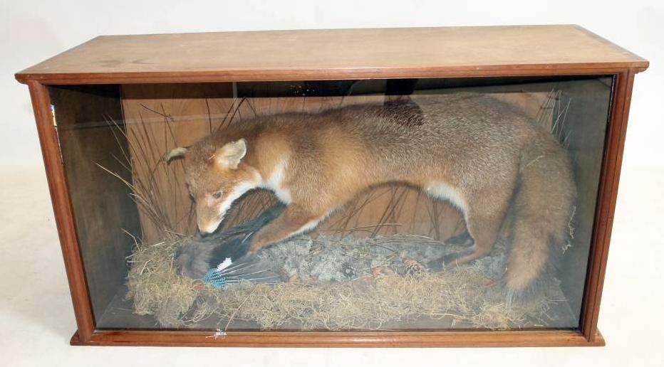 A CASED TAXIDERMY FOX Image