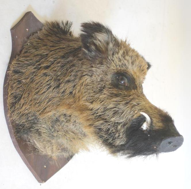A STUFFED WILD BOAR HEAD MOUNT Image
