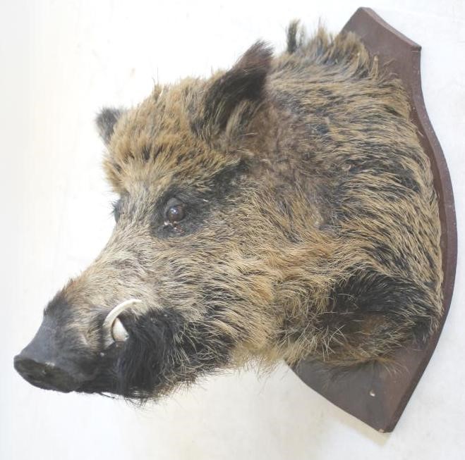 A STUFFED WILD BOAR HEAD MOUNT Image