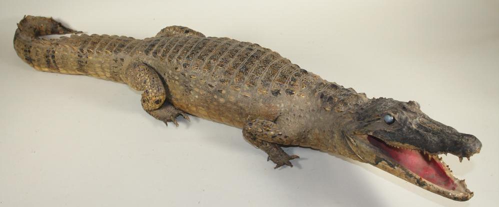 A STUFFED CROCODILE Image