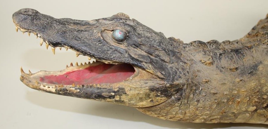 A STUFFED CROCODILE Image