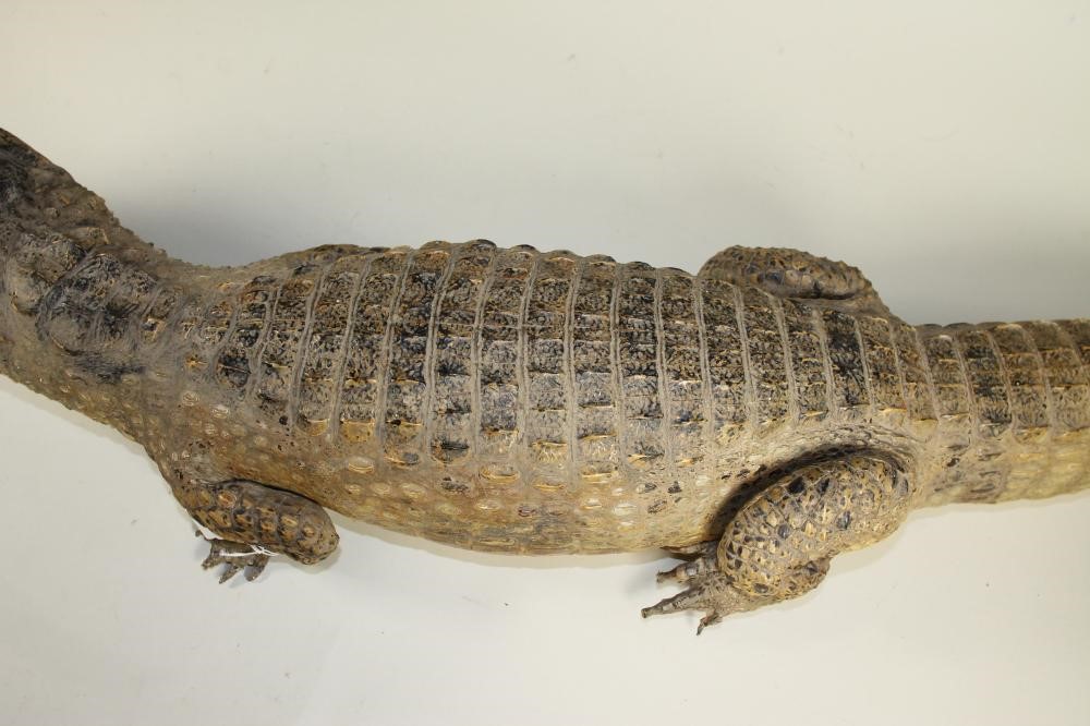 A STUFFED CROCODILE Image