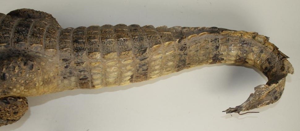 A STUFFED CROCODILE Image