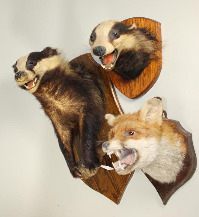 A HEAD AND SHOULDERS STUFFED BADGER MOUNT Image