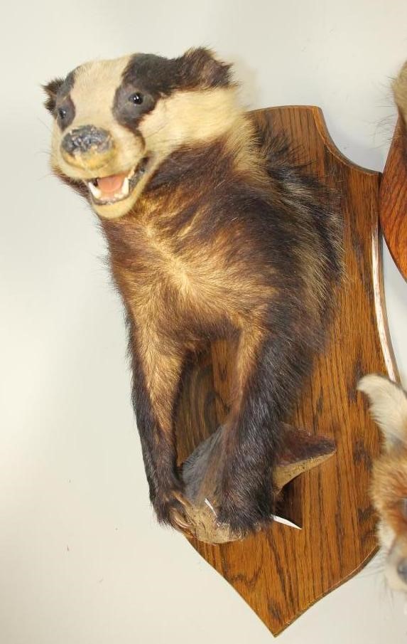 A HEAD AND SHOULDERS STUFFED BADGER MOUNT Image
