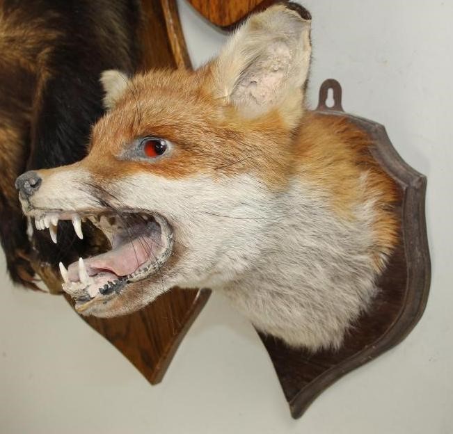 A HEAD AND SHOULDERS STUFFED BADGER MOUNT Image