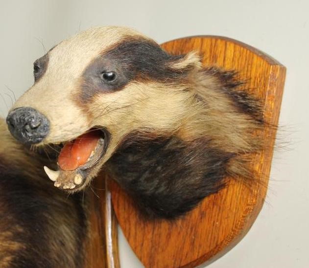 A HEAD AND SHOULDERS STUFFED BADGER MOUNT Image
