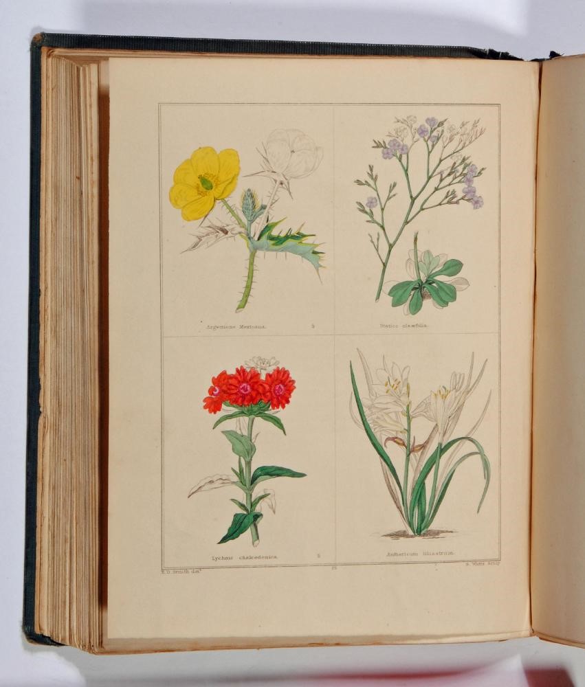 THE BOOK OF HARDY FLOWERS Image