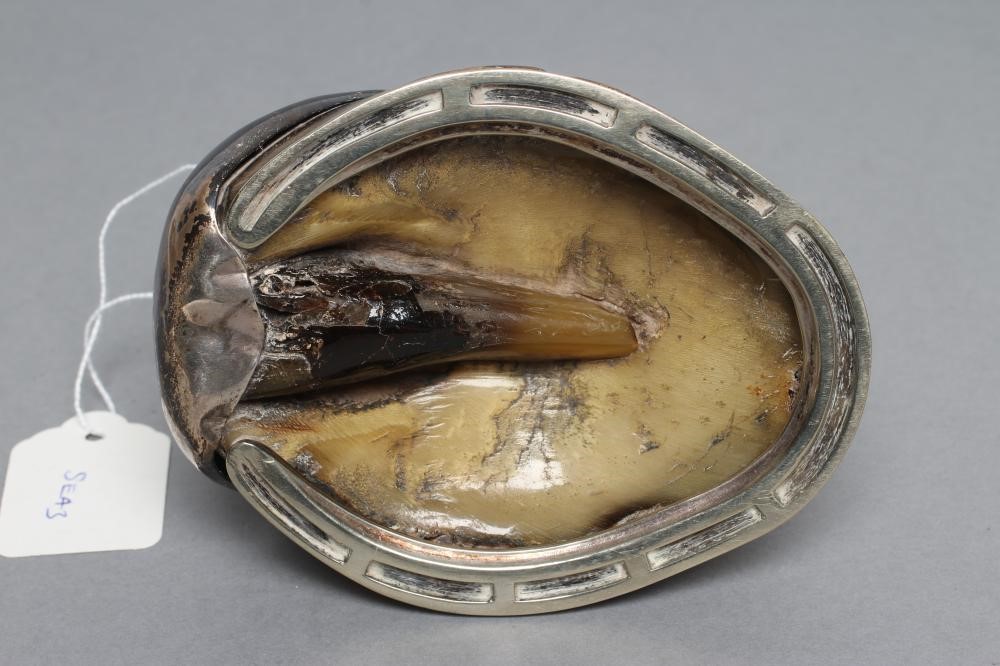 AN EDWARDIAN HORSE HOOF INKWELL/MATCH HOLDER Image