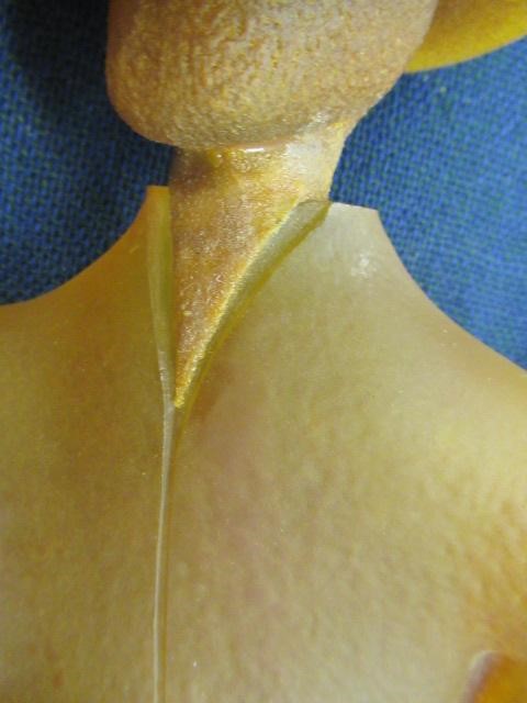 KJELL ENGMAN FOR KOSTA BODA - a large mottled amber glass figural electric table lamp base from the Image