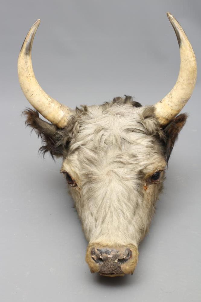 A TAXIDERMY COW Image