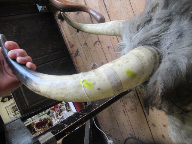 A TAXIDERMY COW Image