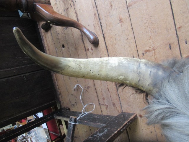 A TAXIDERMY COW Image