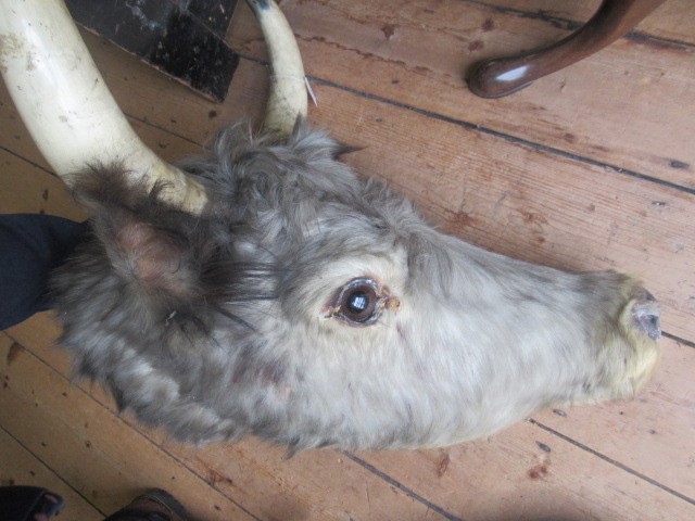 A TAXIDERMY COW Image