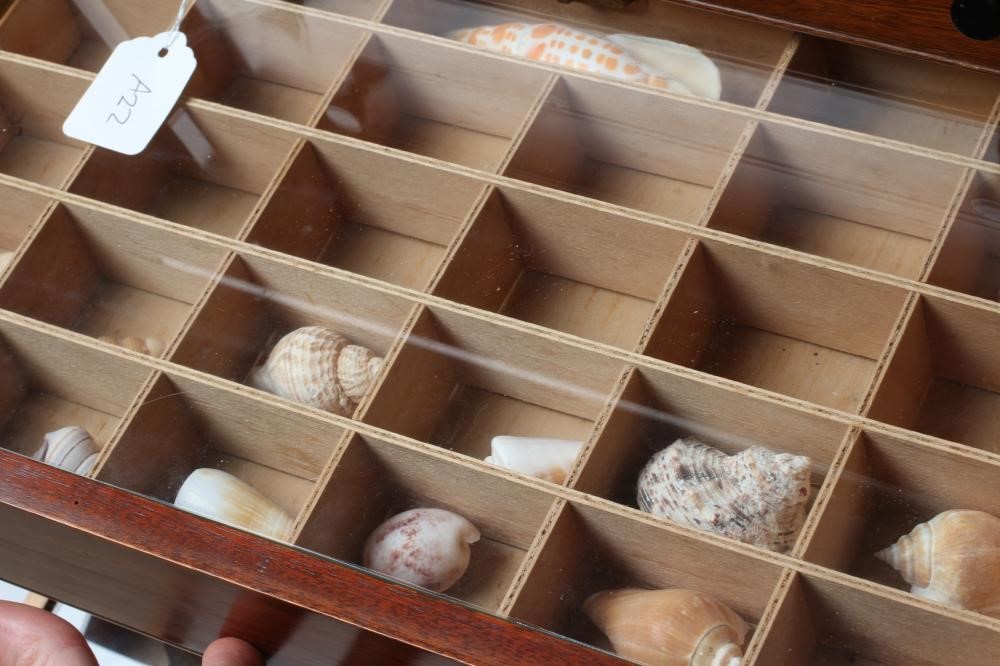 A MAHOGANY SPECIMEN CABINET Image