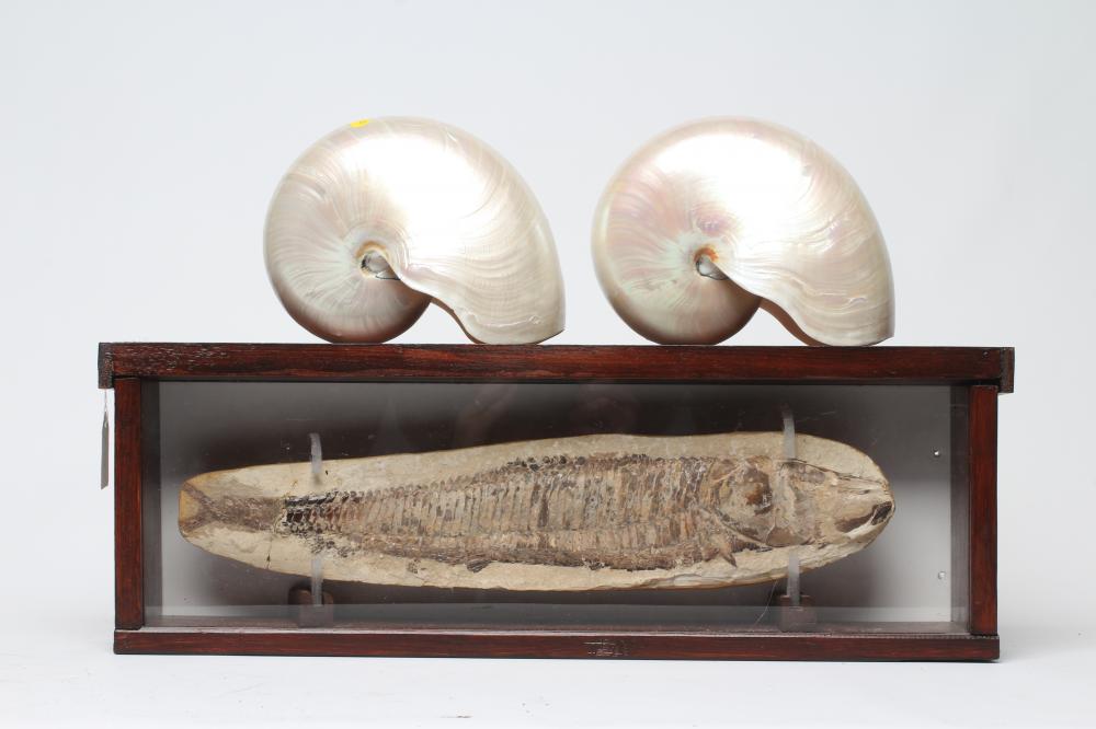 A VINCTIFER FOSSILISED FISH from the Santana formation in Brazil Image