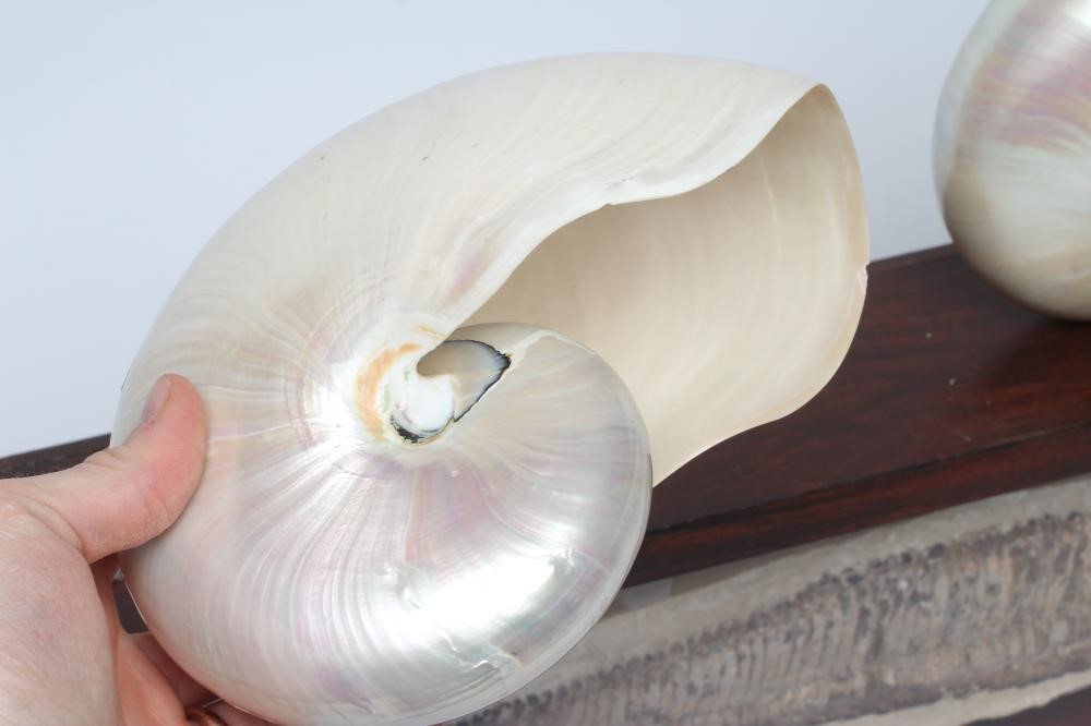 A VINCTIFER FOSSILISED FISH from the Santana formation in Brazil Image